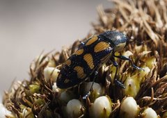 Castiarina adelaidae