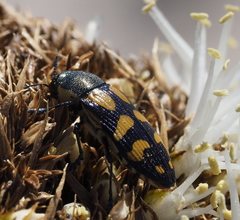 Castiarina adelaidae