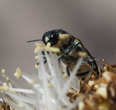 Castiarina adelaidae