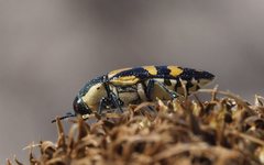 Castiarina adelaidae