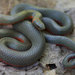 Monterey Ringneck Snake - Photo (c) sullivanribbit, some rights reserved (CC BY-NC), uploaded by John Sullivan
