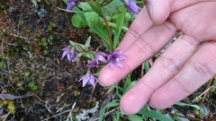 Gentianella rapunculoides
