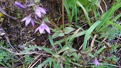 Gentianella rapunculoides