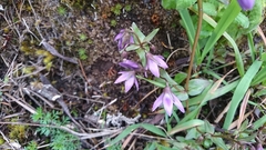 Gentianella rapunculoides