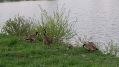 Branta canadensis moffitti