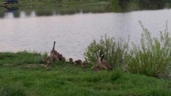 Branta canadensis moffitti