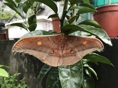 Antheraea formosana