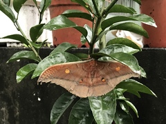 Antheraea formosana