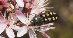 Castiarina parallela
