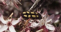 Castiarina parallela