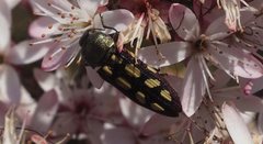 Castiarina parallela