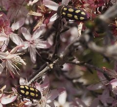 Castiarina parallela