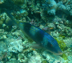 Parupeneus crassilabris
