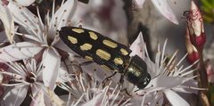 Castiarina parallela