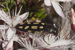 Castiarina parallela