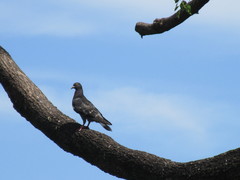 Columba livia domestica