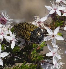Stigmodera macularia