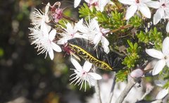 Stigmodera macularia