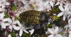 Stigmodera macularia