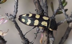 Castiarina decemmaculata
