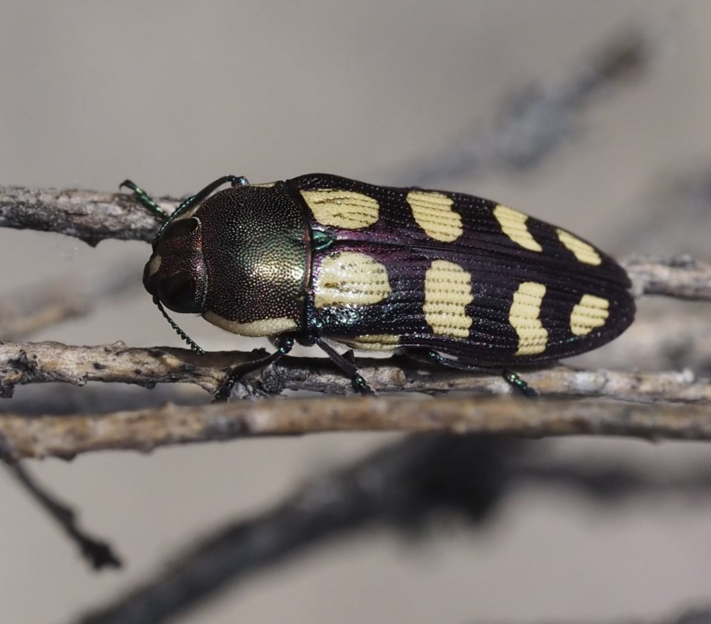 Castiarina decemmaculata