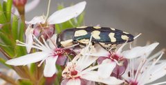 Castiarina decemmaculata