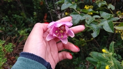 Passiflora cumbalensis