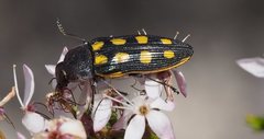 Castiarina xanthopilosa