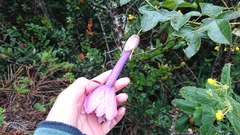 Passiflora cumbalensis