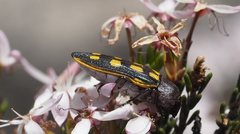 Castiarina xanthopilosa