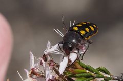 Castiarina xanthopilosa