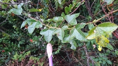 Passiflora cumbalensis