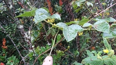 Passiflora cumbalensis