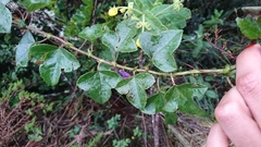 Passiflora cumbalensis