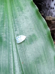 Borysthenes maculatus