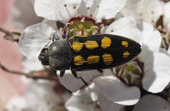 Castiarina xanthopilosa