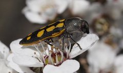 Castiarina xanthopilosa