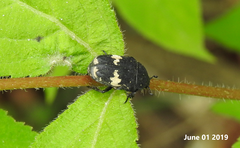 Glycyphana fulvistemma