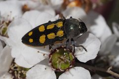 Castiarina xanthopilosa