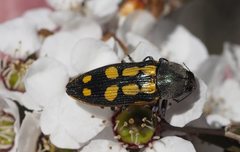 Castiarina xanthopilosa