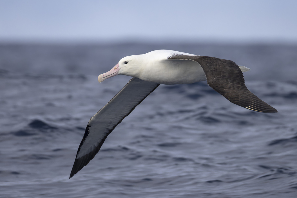 Northern Royal Albatross photo