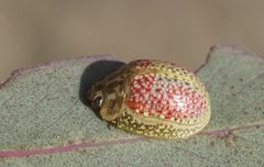 Paropsisterna fastidiosa