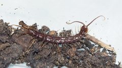 Lithobius peregrinus