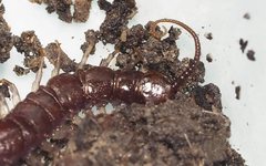 Lithobius peregrinus