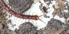 Lithobius peregrinus