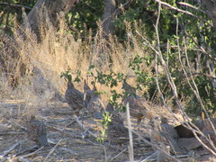 Callipepla douglasii