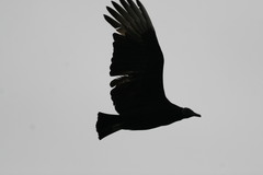 Coragyps atratus