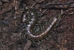 Cormocephalus esulcatus