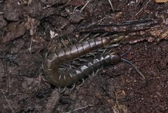 Cormocephalus esulcatus