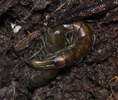 Cormocephalus esulcatus